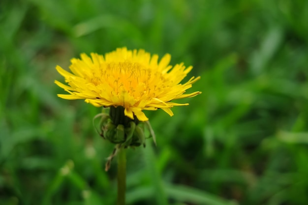 Dente di leone giallo da vicino