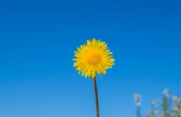 Dente di leone giallo di fioritura contro un cielo blu un giorno di estate soleggiato, concetto di ecologia, copia di spazio