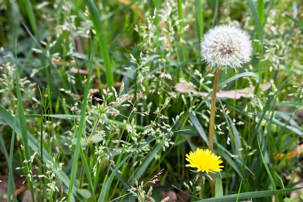 Dente di leone giallo e bianco nel campo