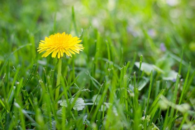 Dente di leone giallo in erba verde