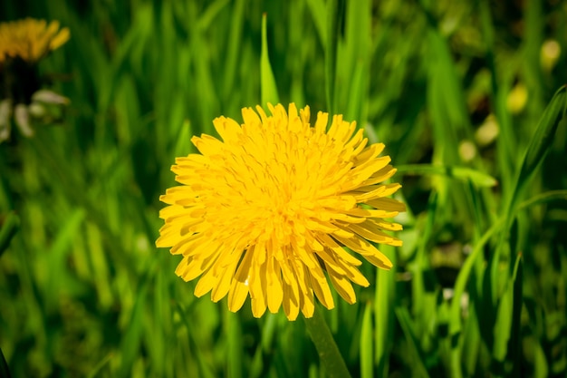 Dente di leone giallo in erba verde.