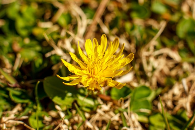 Dente di leone giallo in primavera.