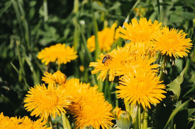 Dente di leone giallo nel primo piano del campo selvaggio Fiori di sole