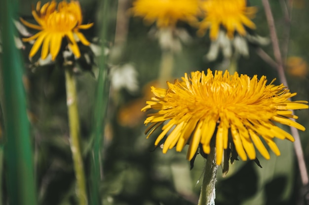 Dente di leone giallo nel primo piano del campo selvaggio Fiori di sole