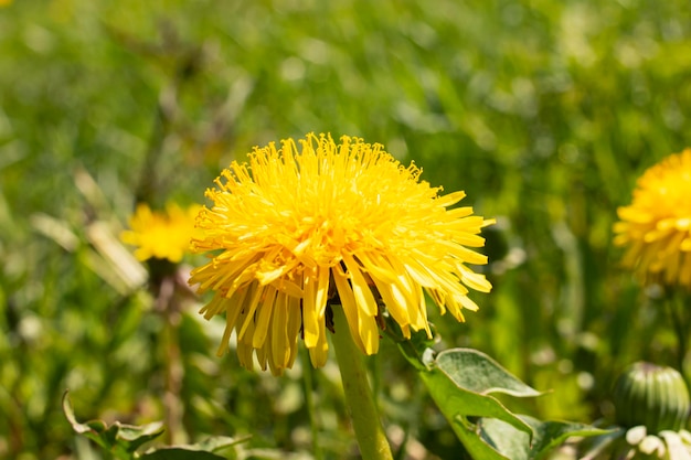 Dente di leone giallo su uno sfondo di erba verde