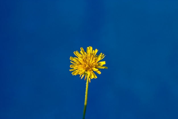 Dente di leone giallo