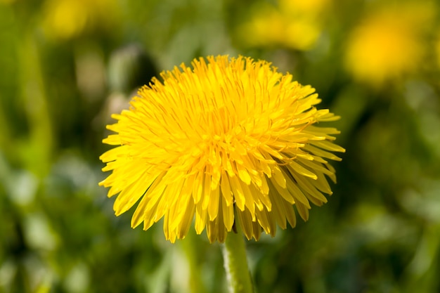 Dente di leone giallo