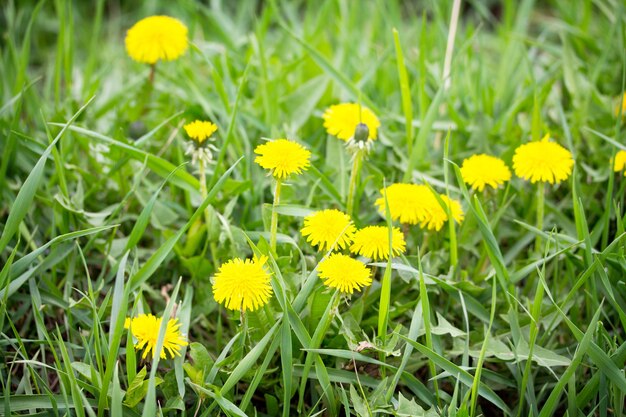 Dente di leone in fiore sfondo primavera erba verde brillante. Trama di sfondo verde erba. Messa a fuoco selettiva.