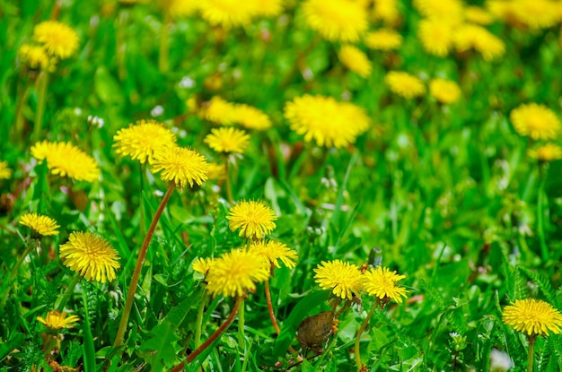 Dente di leone luminoso giallo del fiore della pianta dell'erba