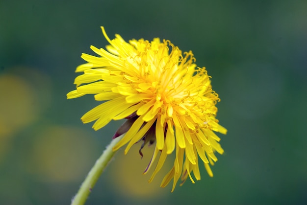 Dente di leone sulla natura offuscata verde