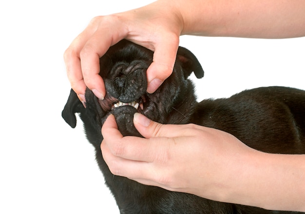 Denti di carlino nero