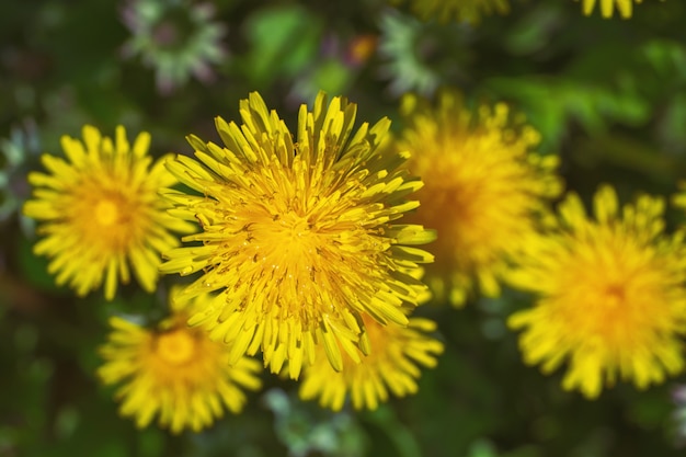 Denti di leone belli fioritura naturale.