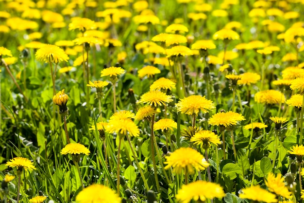 Denti di leone belli gialli nel campo con erba verde nel campo di primavera