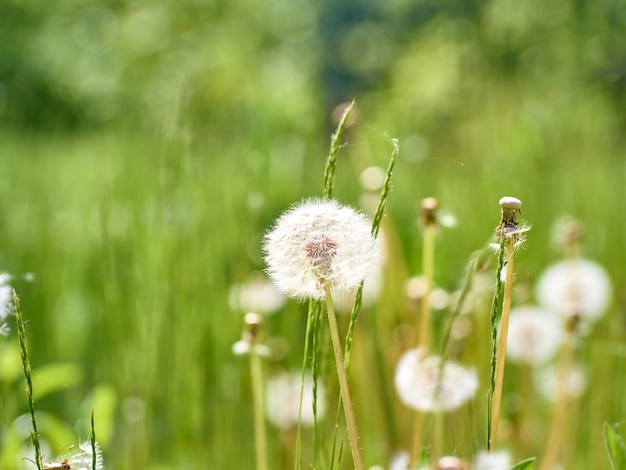 Denti di leone bianchi e soffici in fiore.