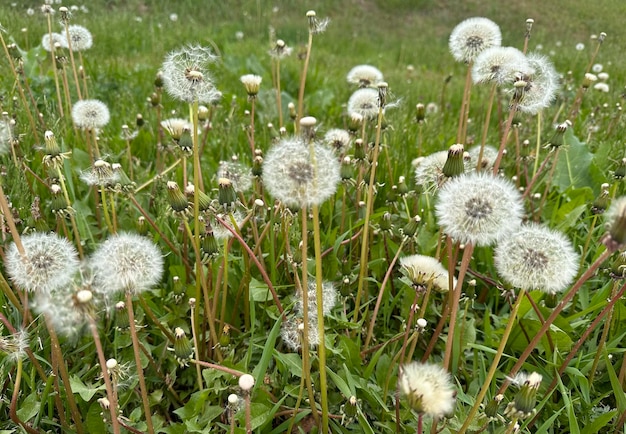 denti di leone bianchi in erba verde