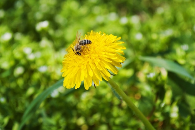 Denti di leone di fioritura in un parco