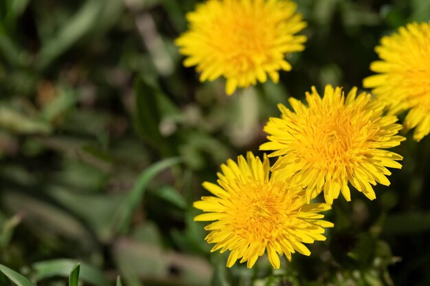 Denti di leone gialli freschi in un luminoso sole primaverile naturale sfondo naturale con spazio di copia