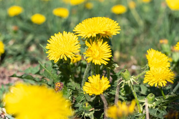 Denti di leone gialli luminosi in erba verde, primo piano, fuoco selettivo. Primavera, fiori di campo estivi. Erbacce di fiori in giardino