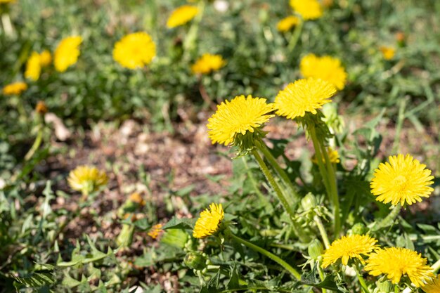 Denti di leone gialli luminosi in erba verde, primo piano, fuoco selettivo. Primavera, fiori di campo estivi. Fiori in giardino.