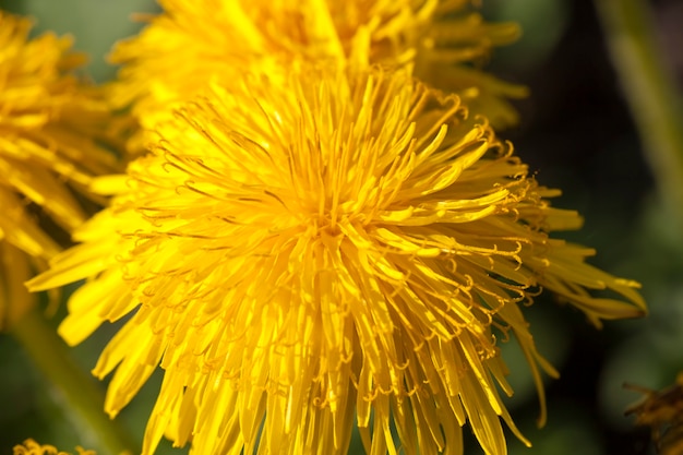 Denti di leone in fiore giallo brillante nel campo nella stagione primaverile