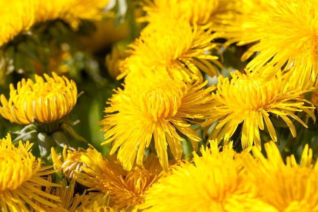 denti di leone in fiore