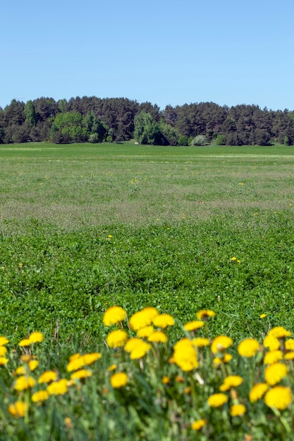 Denti di leone selvatici che crescono nel campo