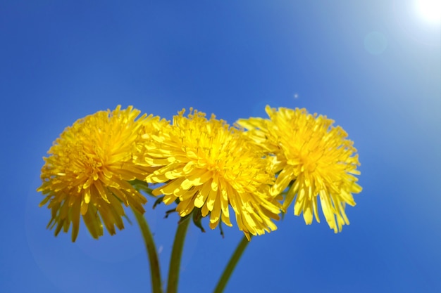 Denti di leone su un cielo blu