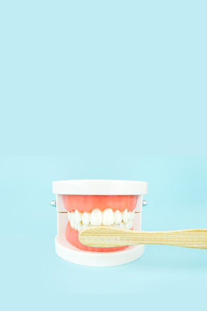 Denti finti mascelle Denti modello dentiere e spazzolino da denti in legno su sfondo blu primo piano Concetto di assistenza sanitaria dentale Il modello della mascella viene utilizzato per dimostrare come i denti umani e la mascella si puliscono