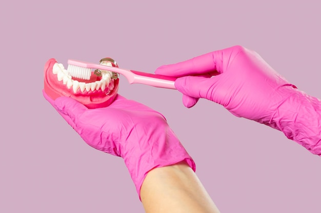 Dentista con spazzolino da denti e disposizione della mascella umana