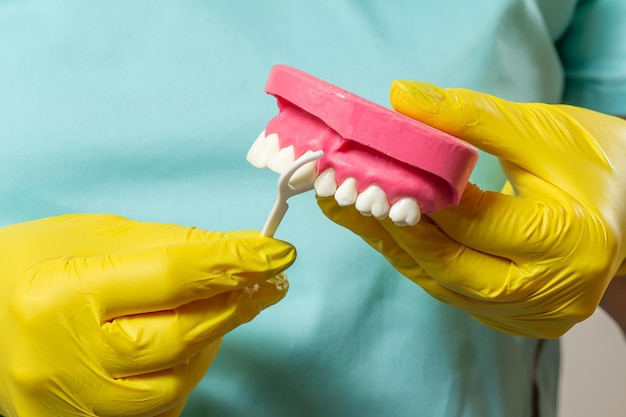 Dentista con stuzzicadenti di filo interdentale e disposizione della mascella umana