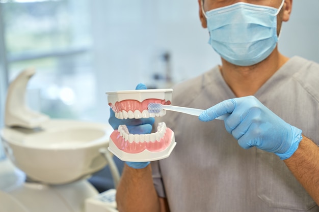 Dentista dedicato che dimostra come lavarsi i denti su denti finti