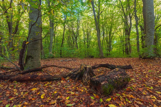 Dentro la foresta verde