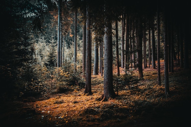 Der Wald als Lebensraum im Bayerischen Wald