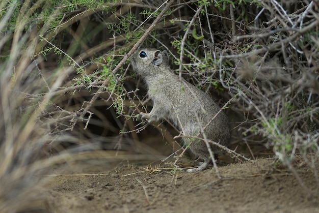 Desert cavi , Penisola Valdes, Patagonia Argentina