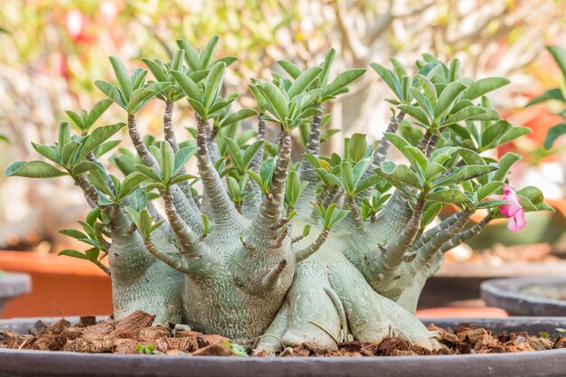 Desert Rose Bonsai, adenium in vaso da fiori.