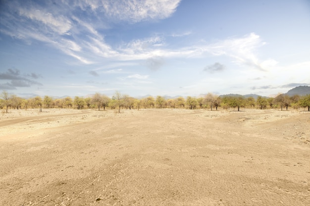 Deserto con alberi e sfondo azzurro del cielo