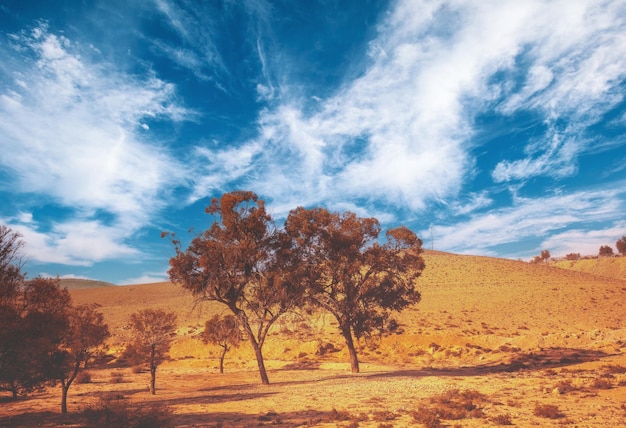 Deserto con un bel cielo in un giorno di sole Alberi di eucalipto nel deserto