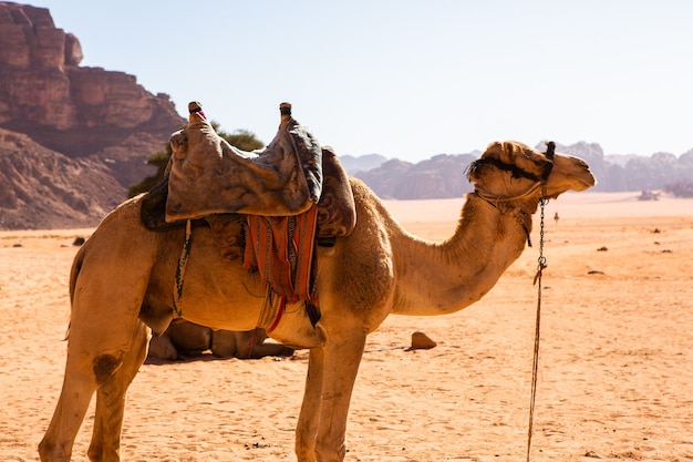 Deserto del Wadi Rum in Giordania