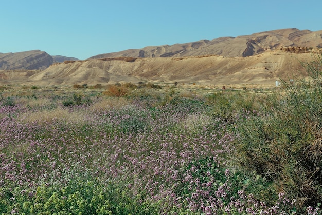 Deserto in fiore del Negev, Israele