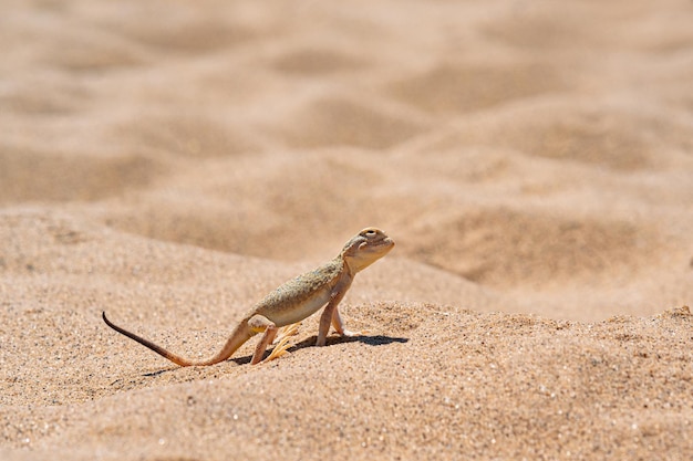 Deserto lucertola toadhead agama tra la sabbia sulla duna di Sarykum