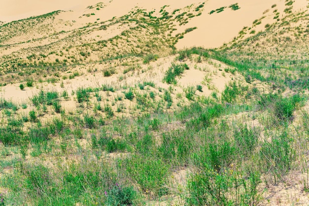 Deserto sabbioso ricoperto da una luminosa vegetazione primaverile Duna di Sarykum in Daghestan