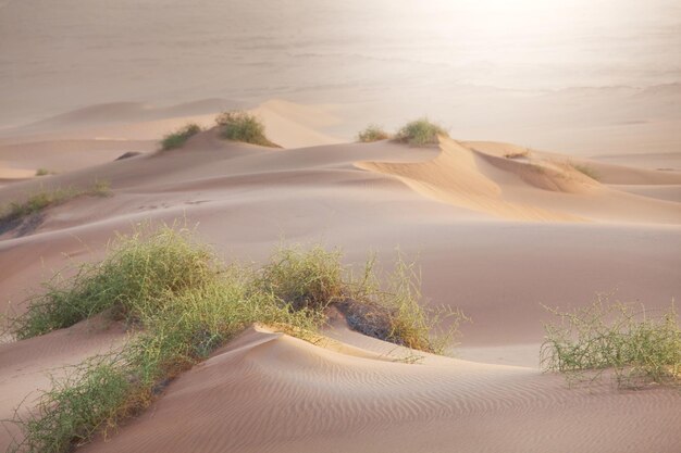 deserto