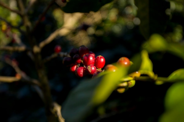 Dettagli dei chicchi di caffè rossi Piantagione di caffè biologico nella parte occidentale della città di Chiang Mai in tailandese