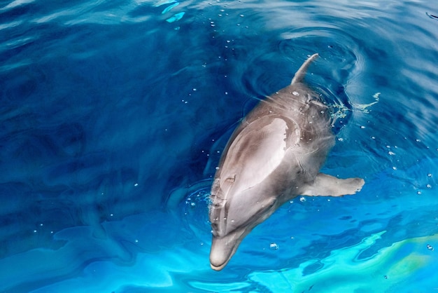 Dettagli del ritratto da vicino del delfino mentre ti guarda