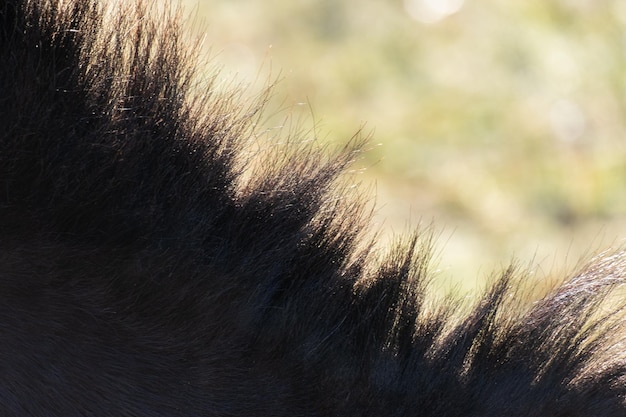 Dettagli della criniera di un cavallo marrone