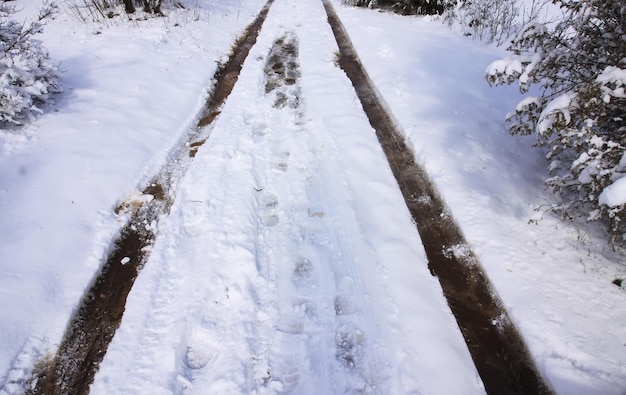 Dettagli della natura invernale nella campagna dell'Europa orientale Campo e alberi innevati