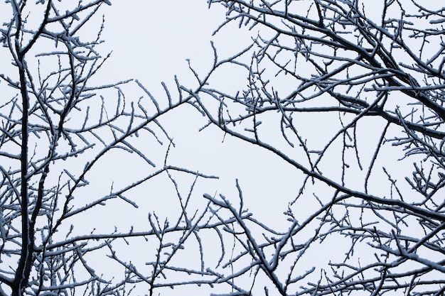 Dettagli della natura invernale