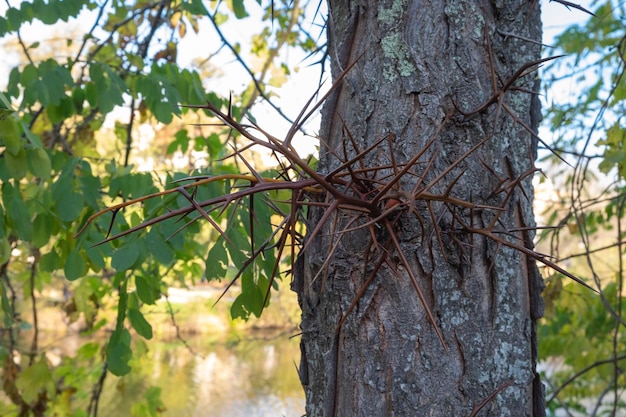 Dettagli delle molte spine di un'acacia