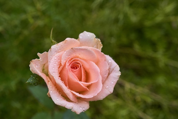 Dettagli di alcune rose e petali rosa su foglie verdi