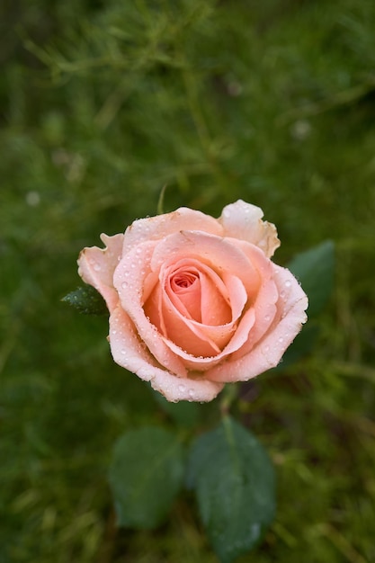 Dettagli di alcune rose e petali rosa su foglie verdi